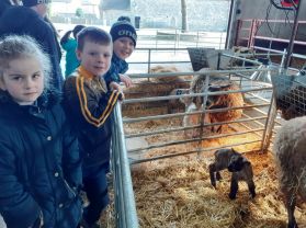 Visiting the newborn lambs